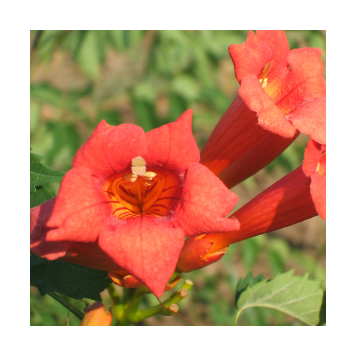 Bignone Tango® 'Huidan' Bignone Tango® 'Huidan'
