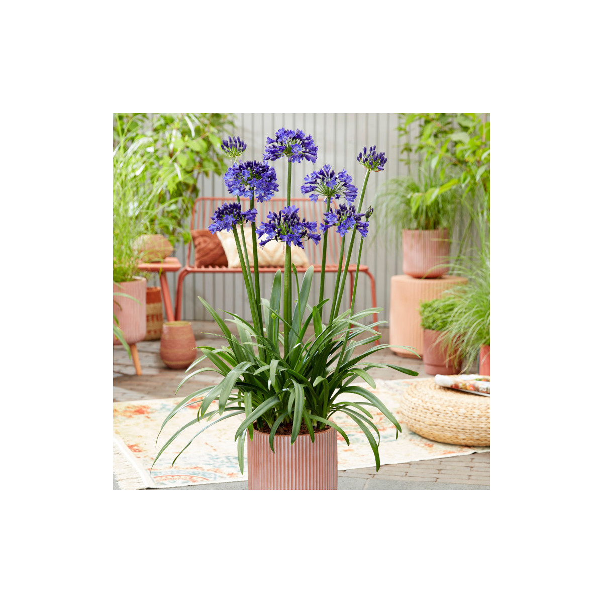 Agapanthe Everpanthus® Midnight Sky 'DWAgHyb01' Agapanthe Everpanthus® Midnight Sky 'DWAgHyb01'