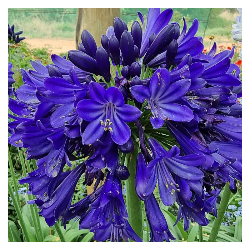 Agapanthe EVERPANTHUS® Midnight Sky 'DWAgHyb01'