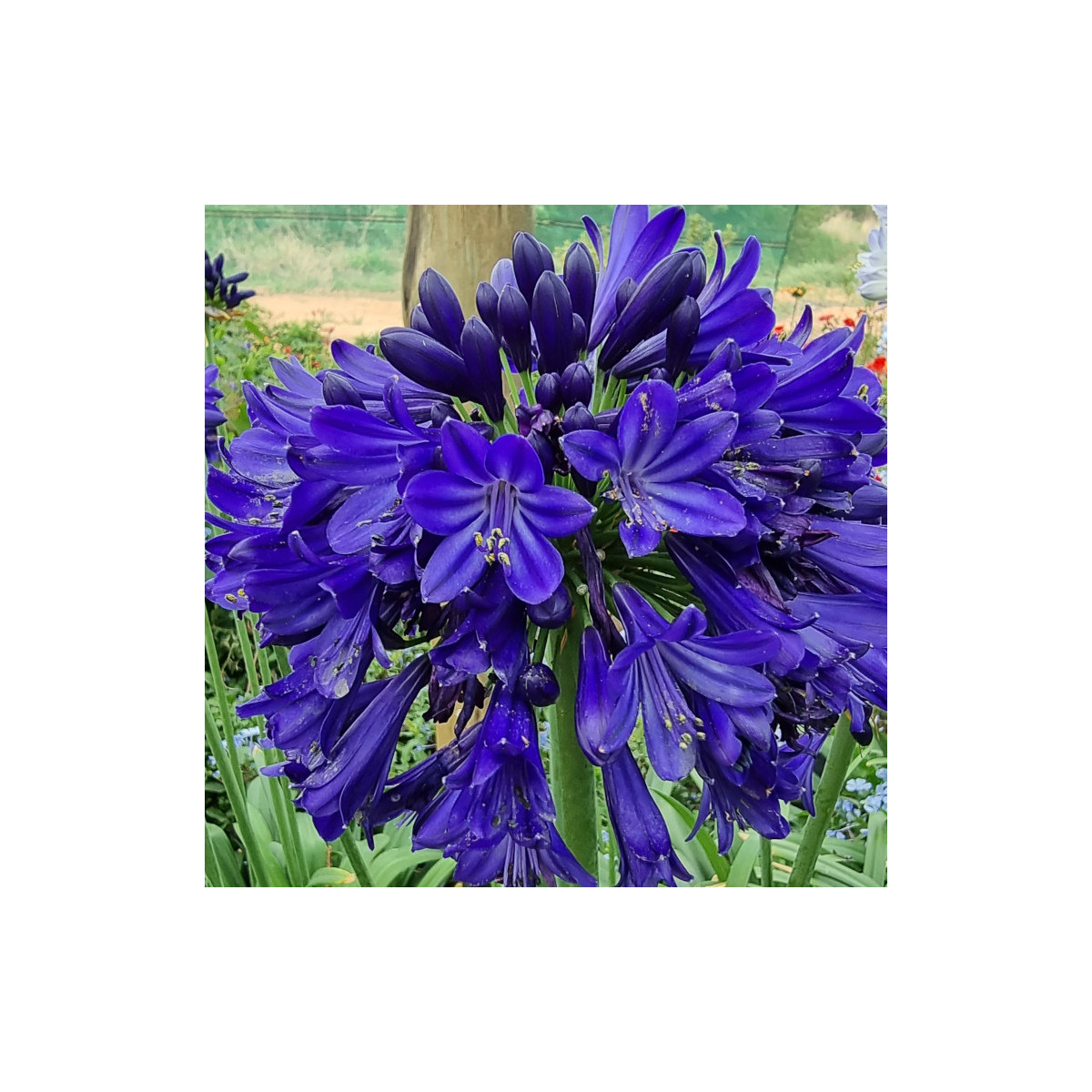 Agapanthe Everpanthus® Midnight Sky 'DWAgHyb01' Agapanthe Everpanthus® Midnight Sky 'DWAgHyb01'
