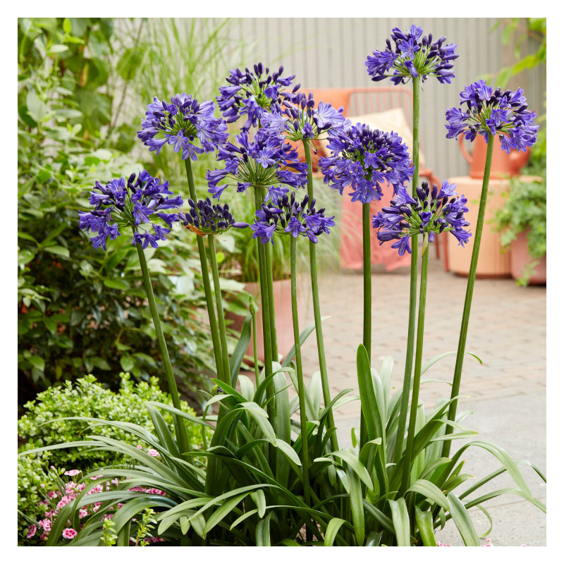 Agapanthe EVERPANTHUS® Midnight Sky 'DWAgHyb01'