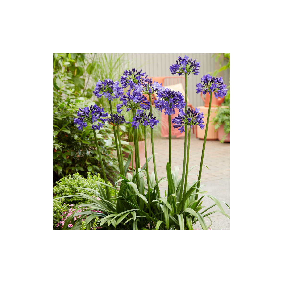 Agapanthe Everpanthus® Midnight Sky 'DWAgHyb01' Agapanthe Everpanthus® Midnight Sky 'DWAgHyb01'
