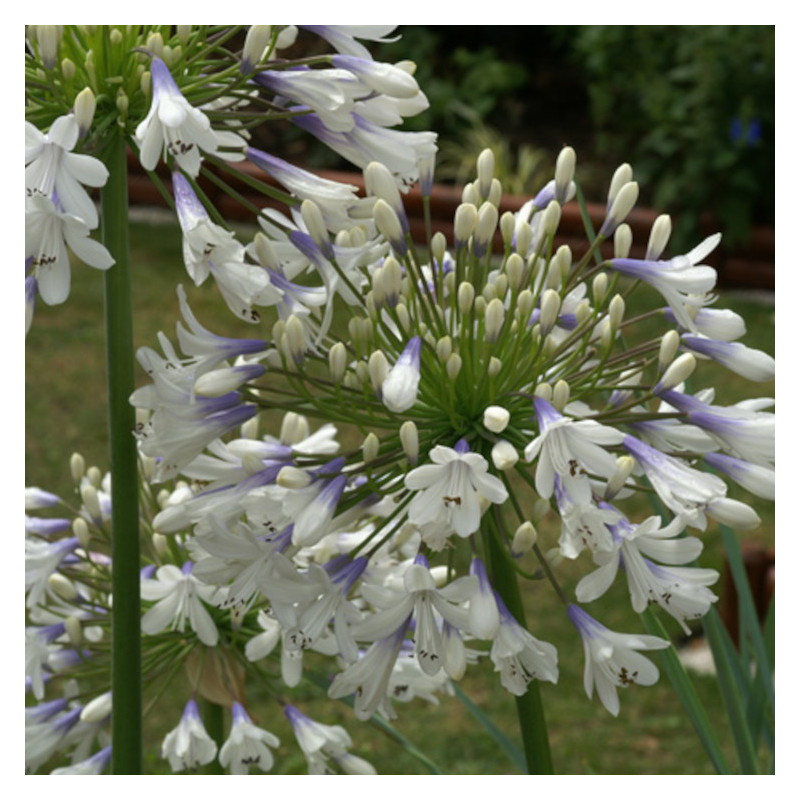 Agapanthe Enigma