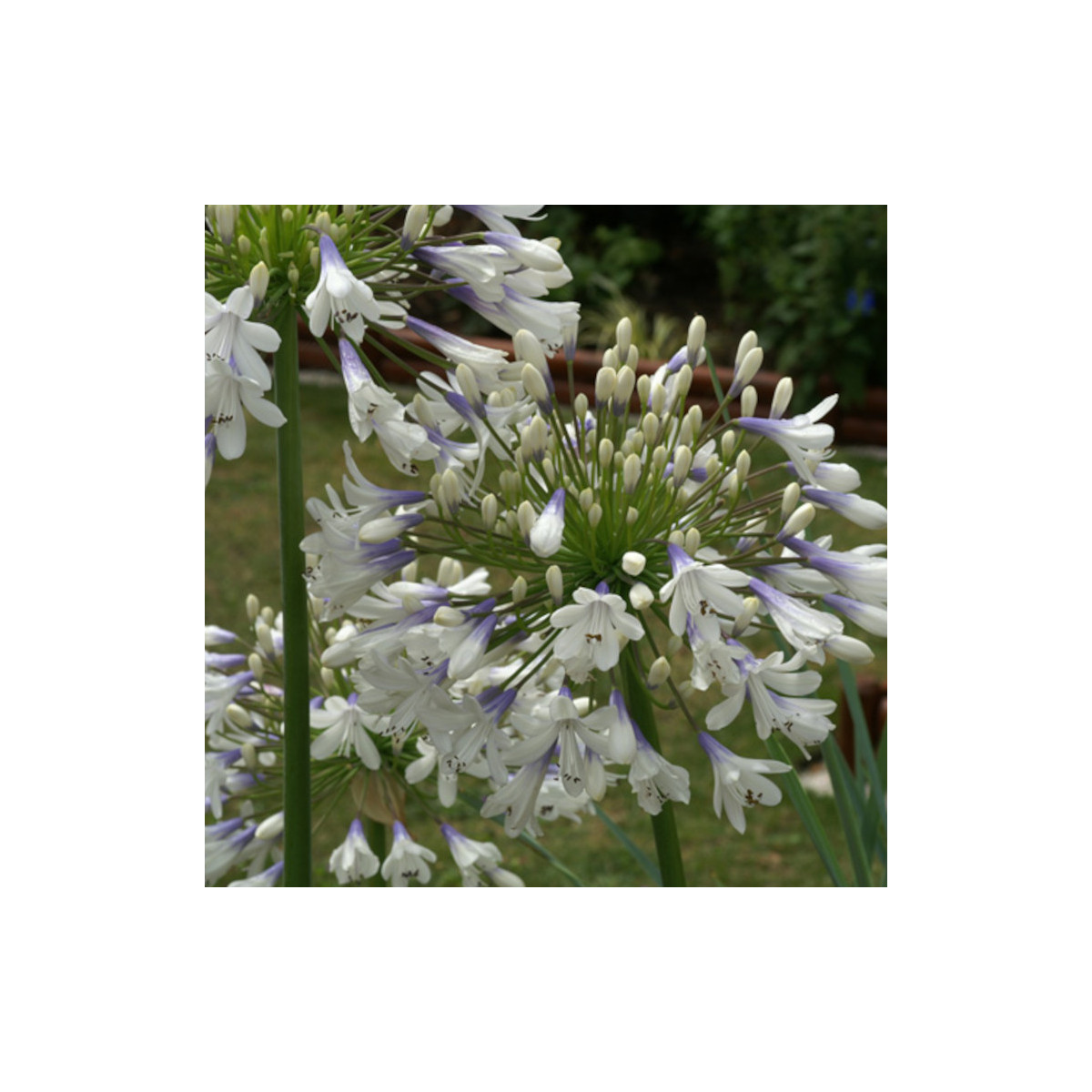 Agapanthe Enigma