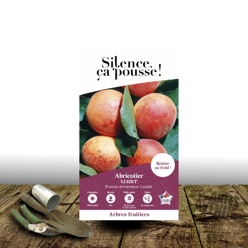 Abricotier Luizet - SILENCE, ça pousse !