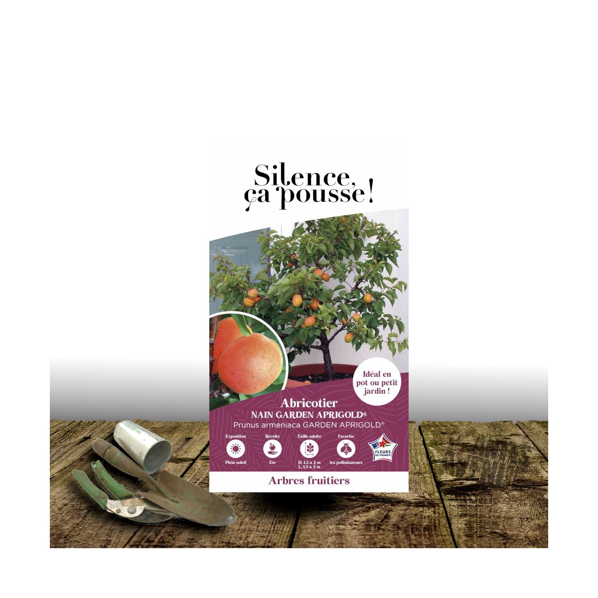 Abricotier nain Garden Aprigold® - SILENCE, ça pousse !