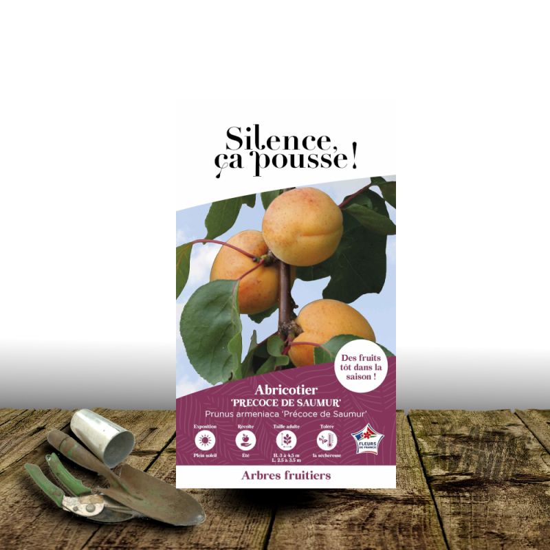 Abricotier Précoce de Saumur - SILENCE, ça pousse !