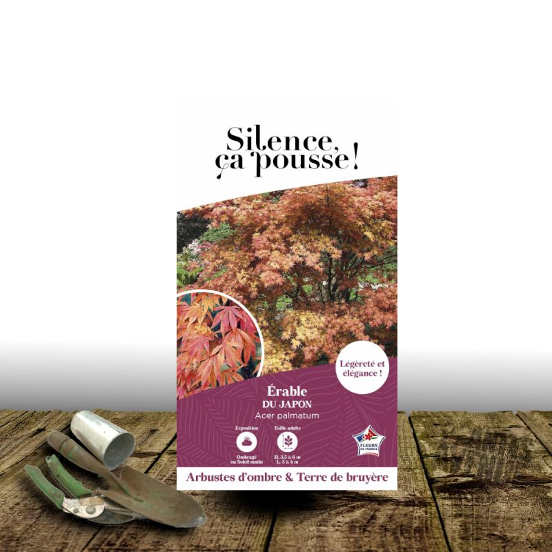 Erable du Japon - SILENCE, ça pousse !, Acer palmatum