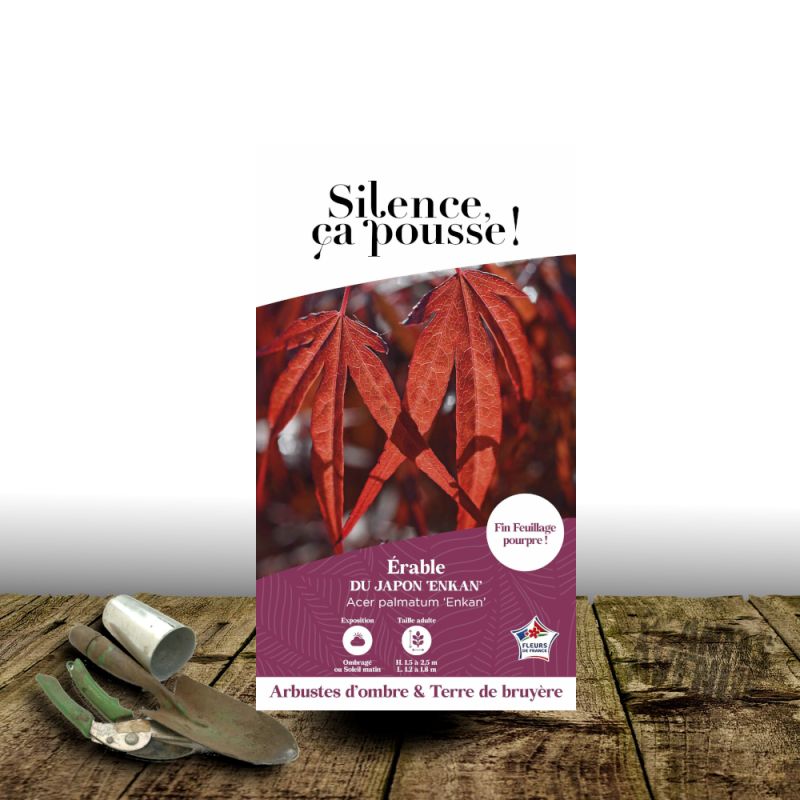 Erable du Japon Enkan - SILENCE, ça pousse !, Acer palmatum
