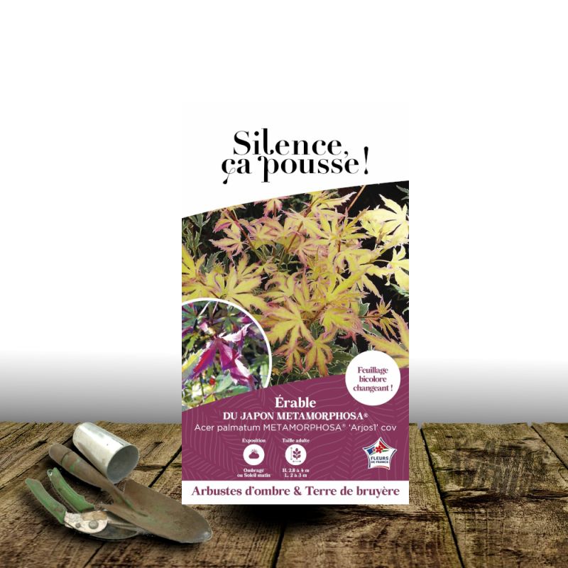 Erable du Japon Metamorphosa® 'Arjos1' - SILENCE, ça pousse !, Acer palmatum