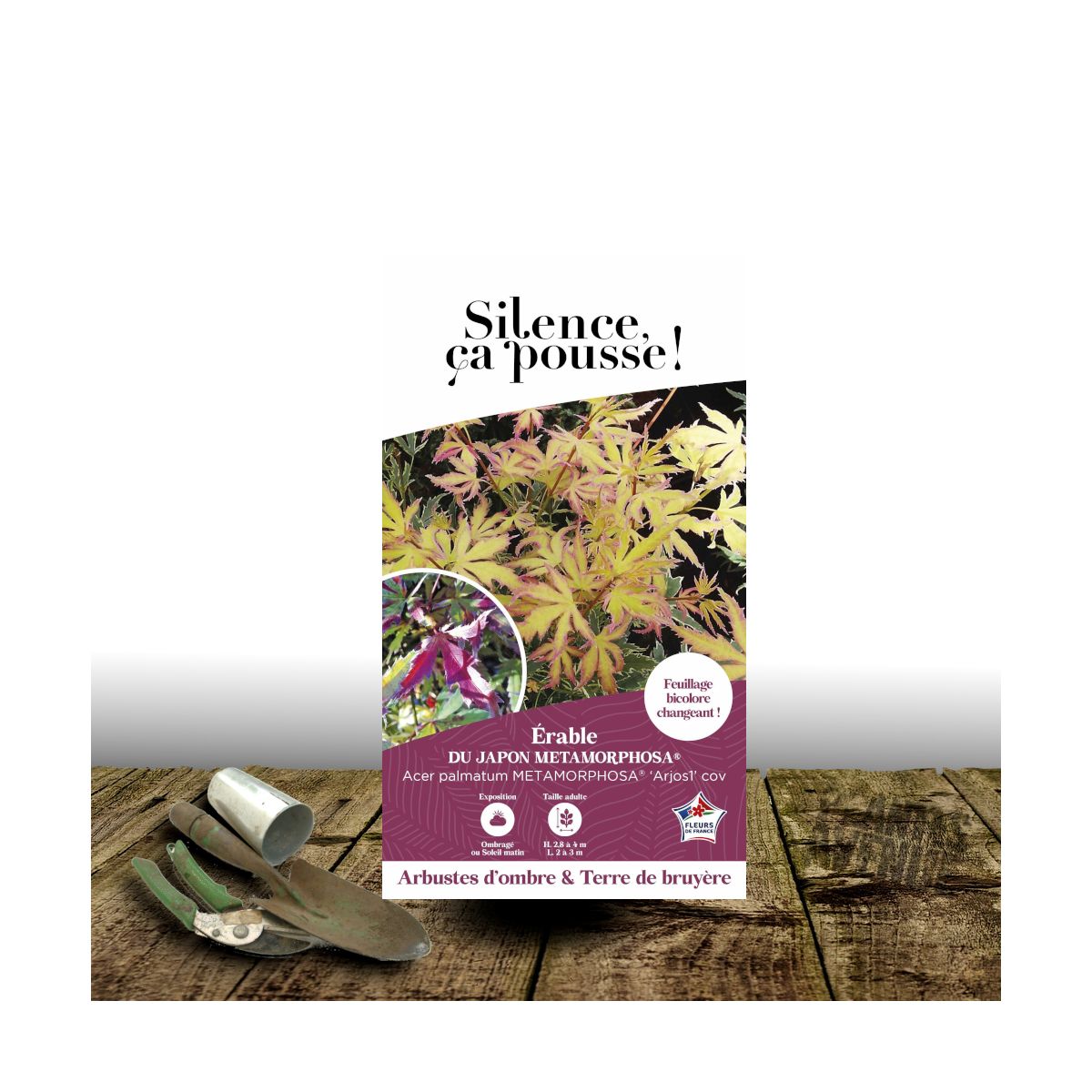 Erable du Japon Metamorphosa® 'Arjos1' - SILENCE, ça pousse !, Acer palmatum