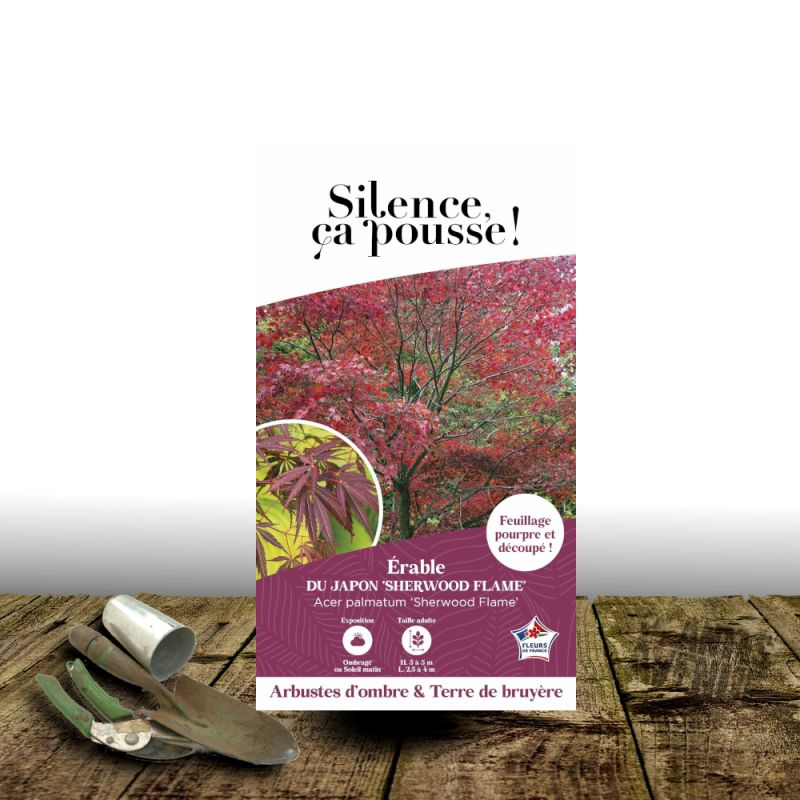 Erable du Japon Sherwood Flame - SILENCE, ça pousse !, Acer palmatum
