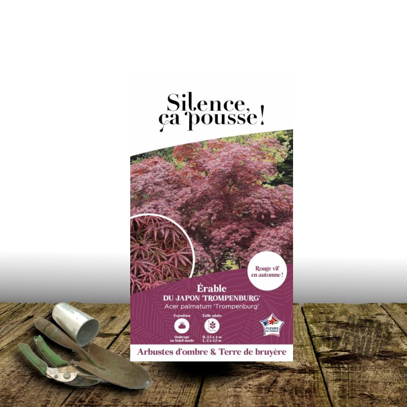 Erable du Japon Trompenburg - SILENCE, ça pousse !, Acer palmatum