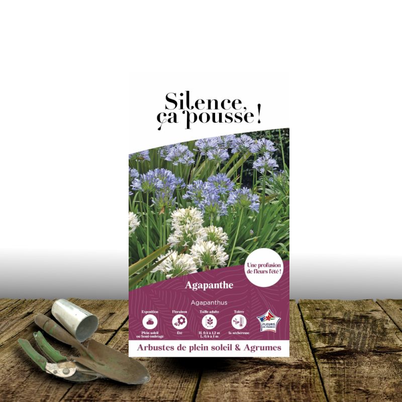 Agapanthe à fleurs blanches - SILENCE, ça pousse !