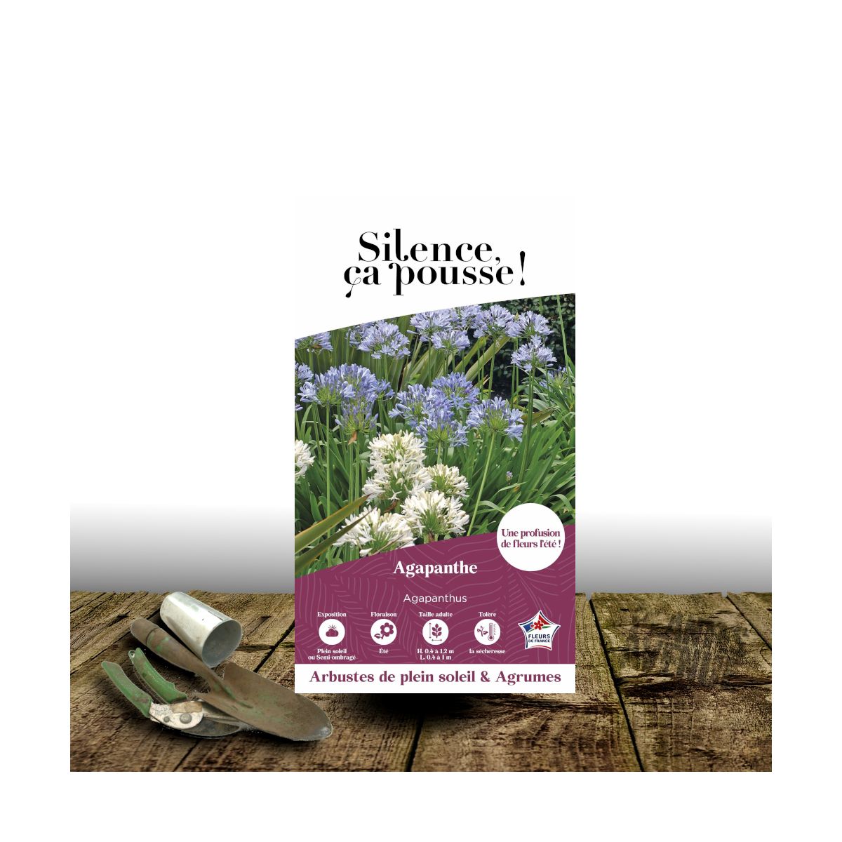 Agapanthe à fleurs blanches - SILENCE, ça pousse !