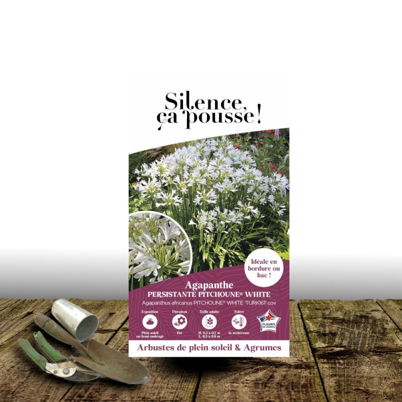 Agapanthe Pitchoune White® 'Tur161' - SILENCE, ça pousse !