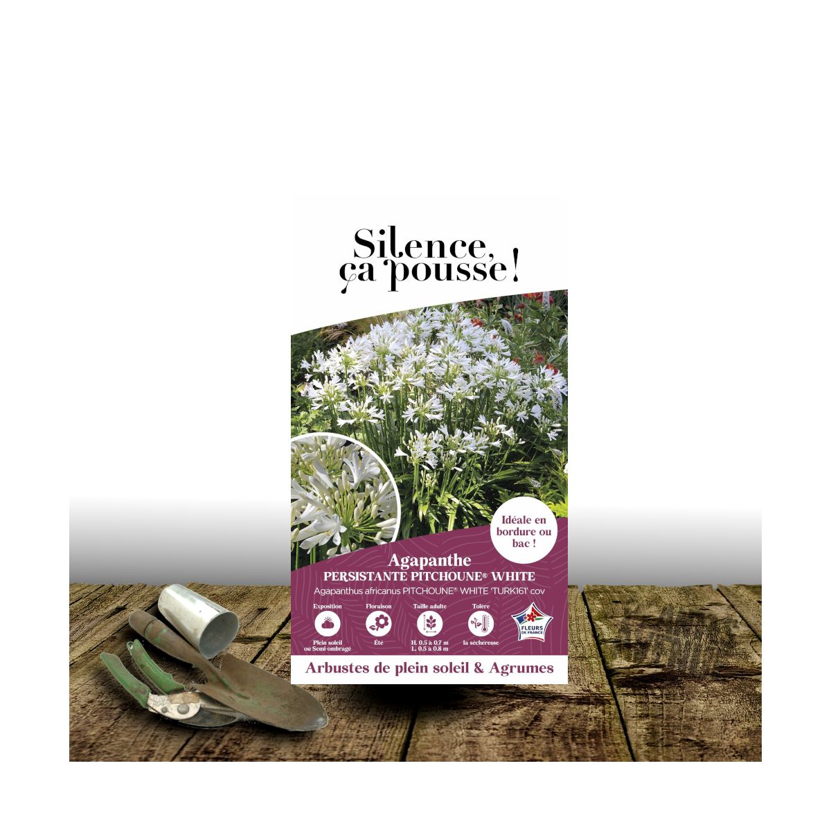 Agapanthe Pitchoune White® 'Tur161' - SILENCE, ça pousse ! Agapanthe Pitchoune White® 'Tur161' - SILENCE, ça pousse !