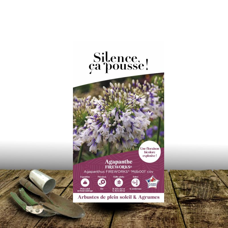 Agapanthe Fireworks® 'Mdb001' - SILENCE, ça pousse !