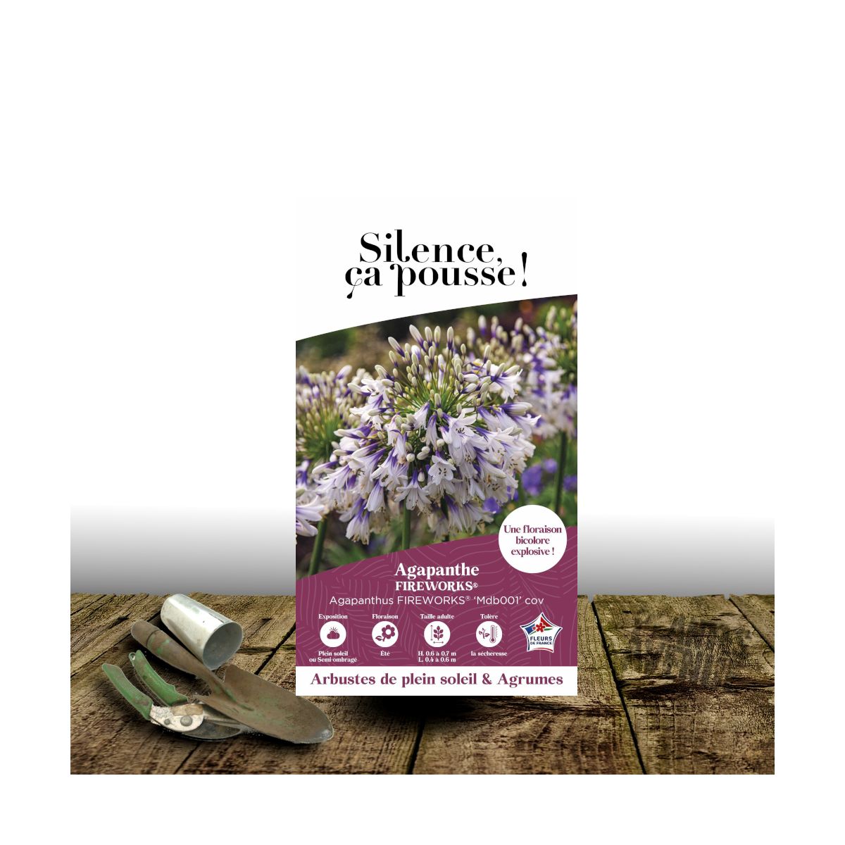 Agapanthe Fireworks® 'Mdb001' - SILENCE, ça pousse !