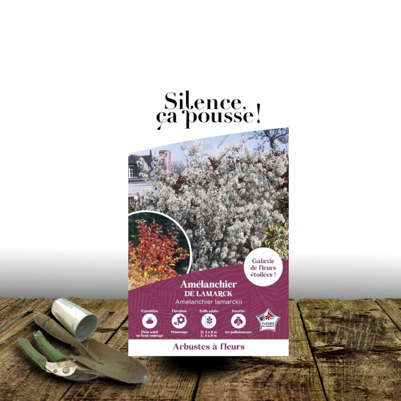 Amélanchier de Lamarck - SILENCE, ça pousse !, Amelanchier lamarckii