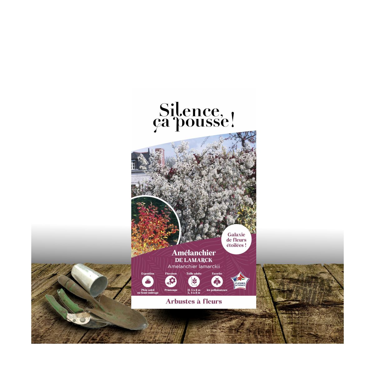 Amélanchier de Lamarck - SILENCE, ça pousse !, Amelanchier lamarckii