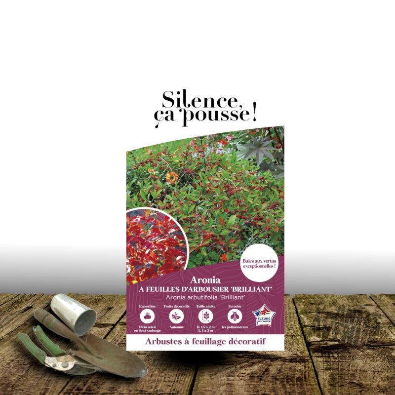 Aronie à feuilles d'arbousier Brilliant - SILENCE, ça pousse !, Aronia