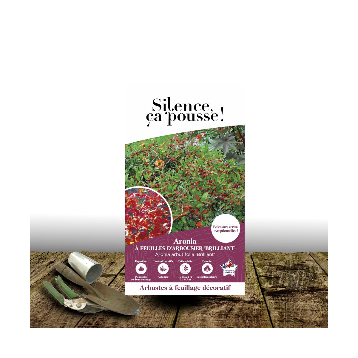 Aronie à feuilles d'arbousier Brilliant - SILENCE, ça pousse !, Aronia