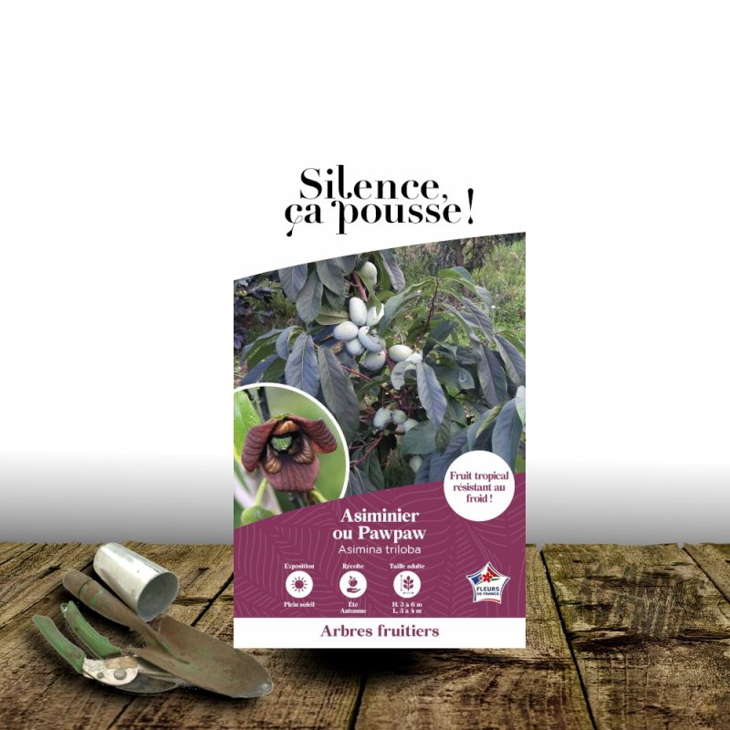 Asiminier, Pawpaw - SILENCE, ça pousse !
