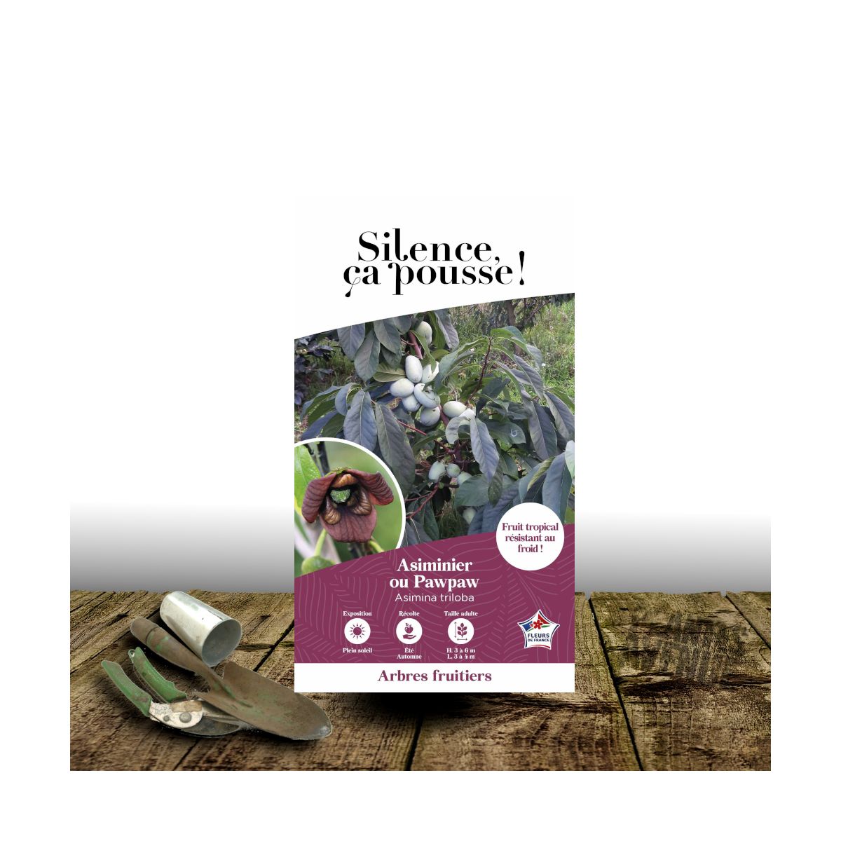 Asiminier, Pawpaw - SILENCE, ça pousse !
