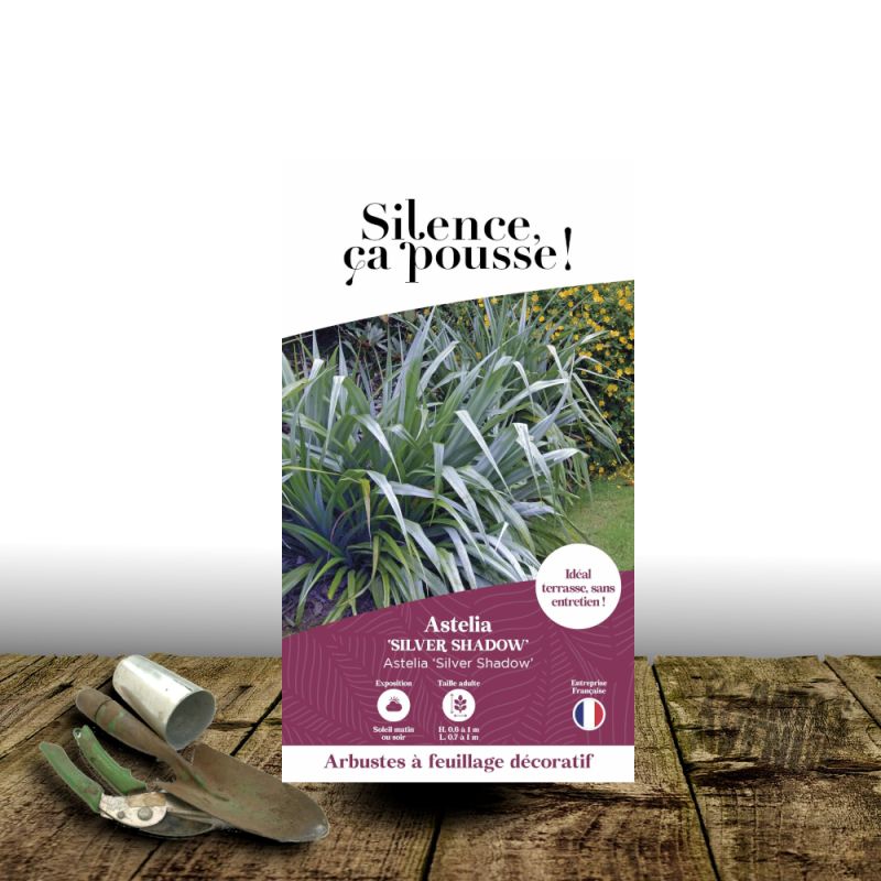 Astelia Silver Shadow - SILENCE, ça pousse !