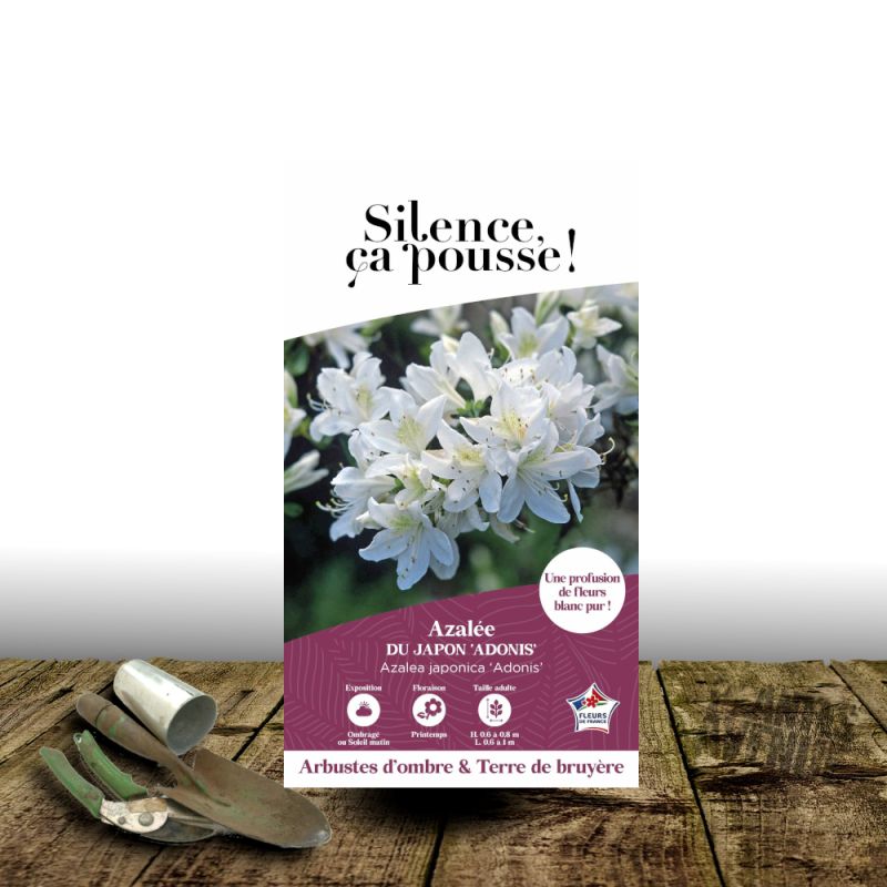 Azalée du Japon Adonis - SILENCE, ça pousse !, Azalea