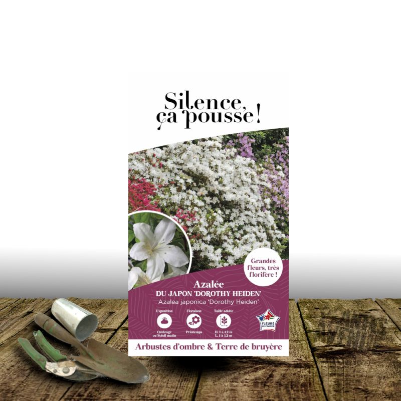 Azalée du Japon Dorothy Heiden - SILENCE, ça pousse !, Azalea