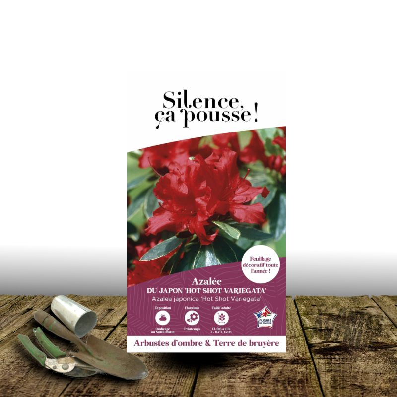 Azalée du Japon Hot Shot Variegata - SILENCE, ça pousse !, Azalea