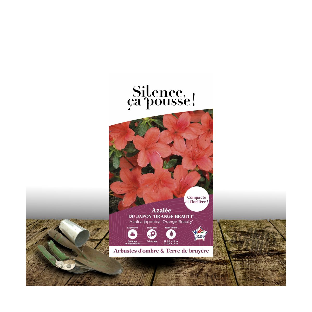 Azalée du Japon Orange Beauty - SILENCE, ça pousse !, Azalea