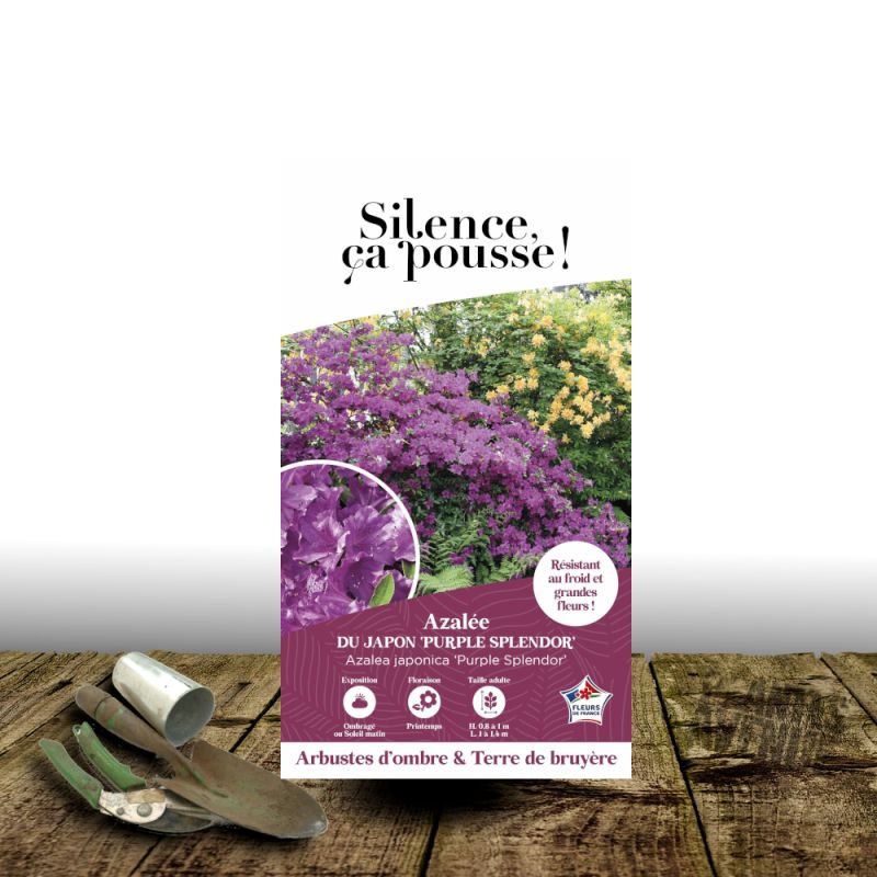 Azalée du Japon Purple Splendor - SILENCE, ça pousse !, Azalea