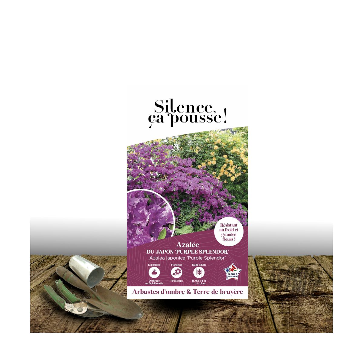 Azalée du Japon Purple Splendor - SILENCE, ça pousse !, Azalea