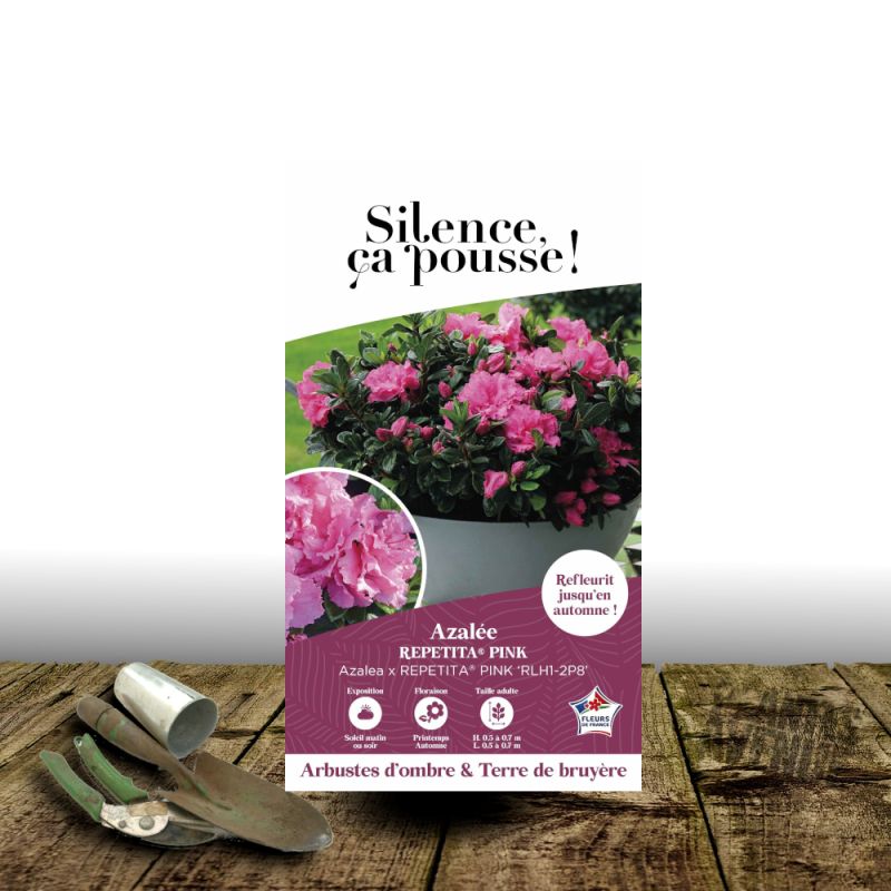 Azalée du Japon Repetita® Pink - SILENCE, ça pousse !, Azalea