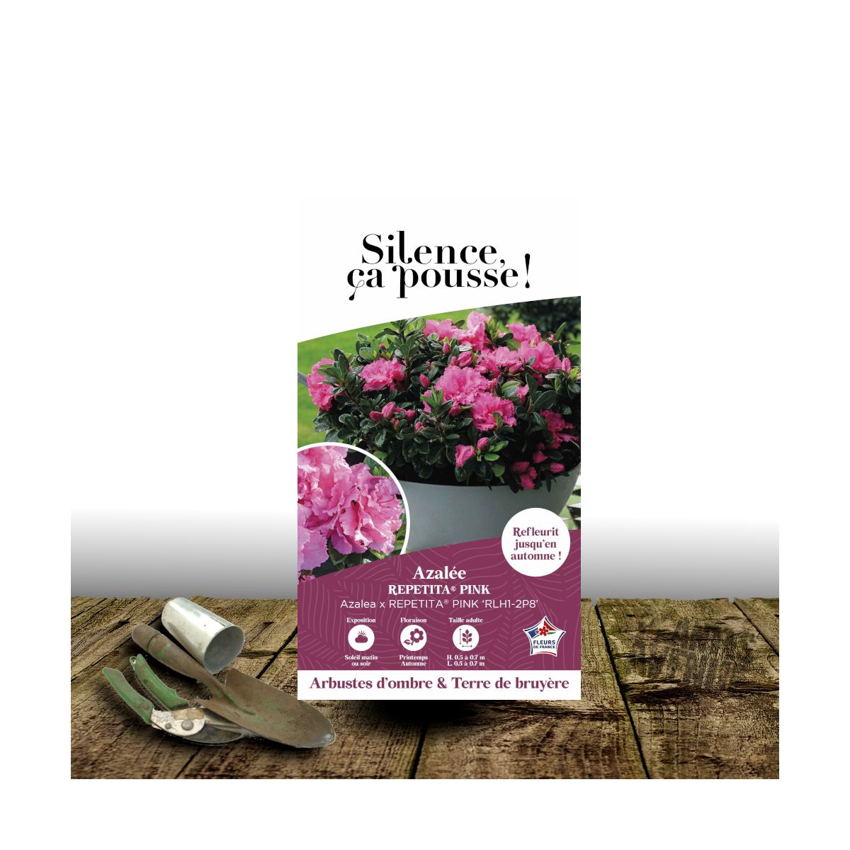 Azalée du Japon Repetita® Pink - SILENCE, ça pousse !, Azalea Azalée du Japon Repetita® Pink - SILENCE, ça pousse !, Azalea