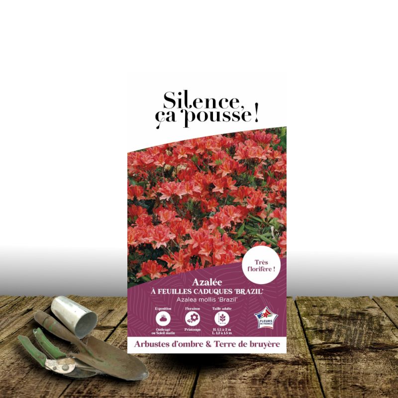 Azalée caduque Brazil - SILENCE, ça pousse !, Azalée mollis