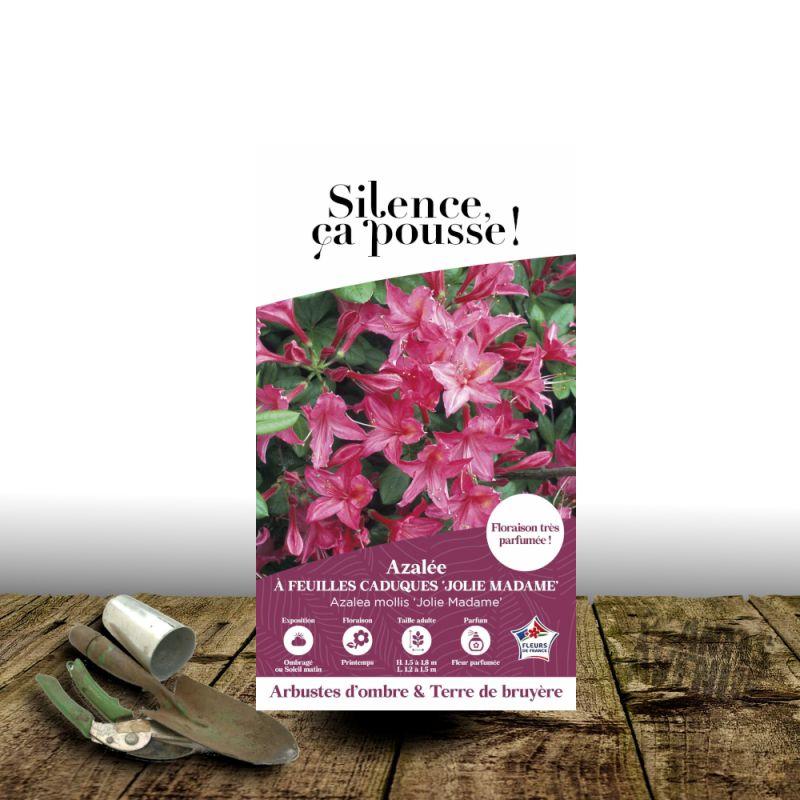 Azalée caduque Jolie Madame - SILENCE, ça pousse !, Azalée mollis