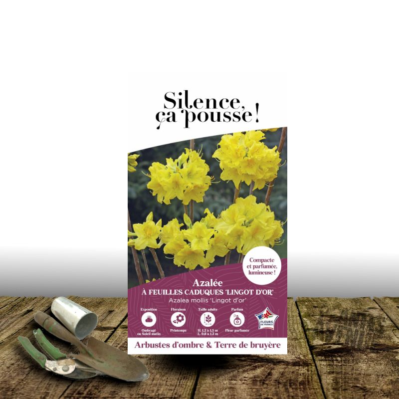 Azalée caduque Lingot D'Or - SILENCE, ça pousse !, Azalée mollis