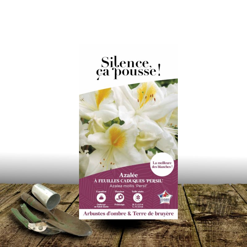 Azalée caduque Persil - SILENCE, ça pousse !, Azalée mollis