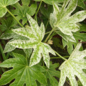 Fatsia Spider's Web, Faux-Aralia du Japon
