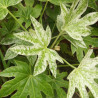 Fatsia Spider\'s Web, Faux-Aralia du Japon