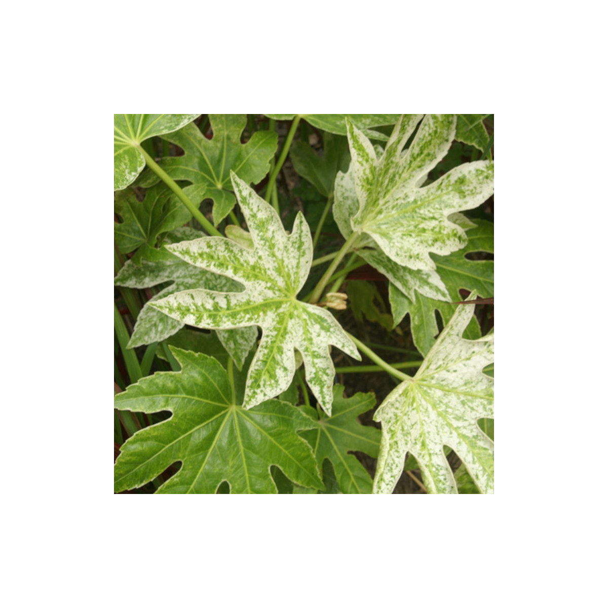 Feuillage panaché de blanc du Fatsia japonica Spider's Web