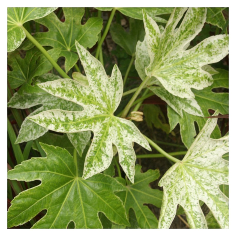 Fatsia  Spider's Web, Faux-Aralia du Japon
