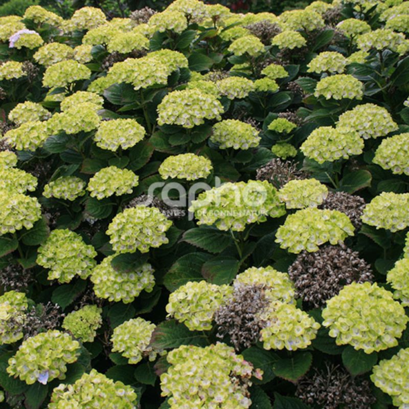 Hortensia Green Ever Belles® 'Hortmagreclo', Hydrangea macrophylla