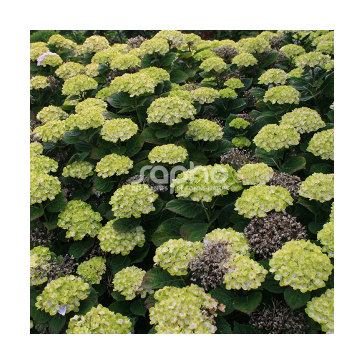 Hortensia Green Ever Belles® 'Hortmagreclo', Hydrangea macrophylla