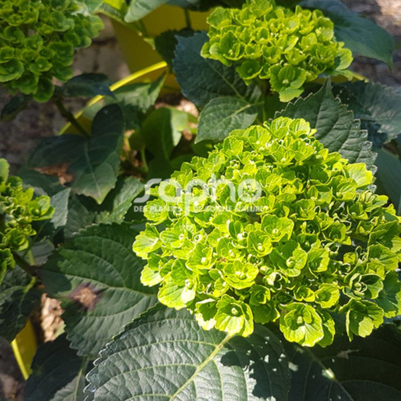 Hortensia Green Ever Belles® 'Hortmagreclo', Hydrangea macrophylla
