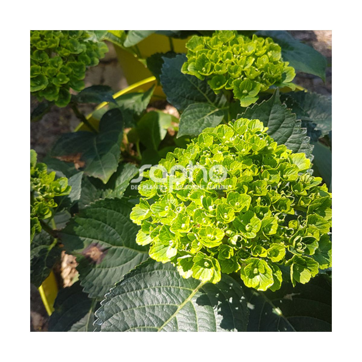 Hortensia Green Ever Belles® 'Hortmagreclo', Hydrangea macrophylla